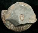 Pyritized Dactylioceras Ammonite - UK #10550-1